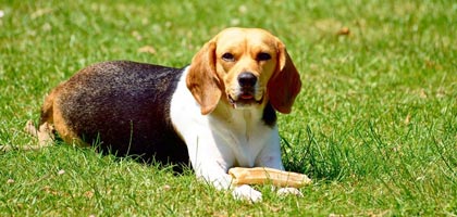 dog care services