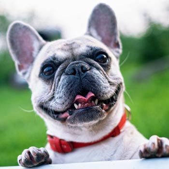 Professional Dog Walker Pimlico